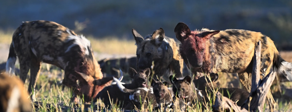 African Wild Dog adult regurgitating for pups
