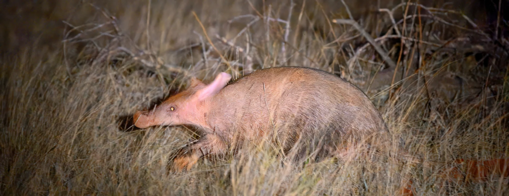 Aardvark