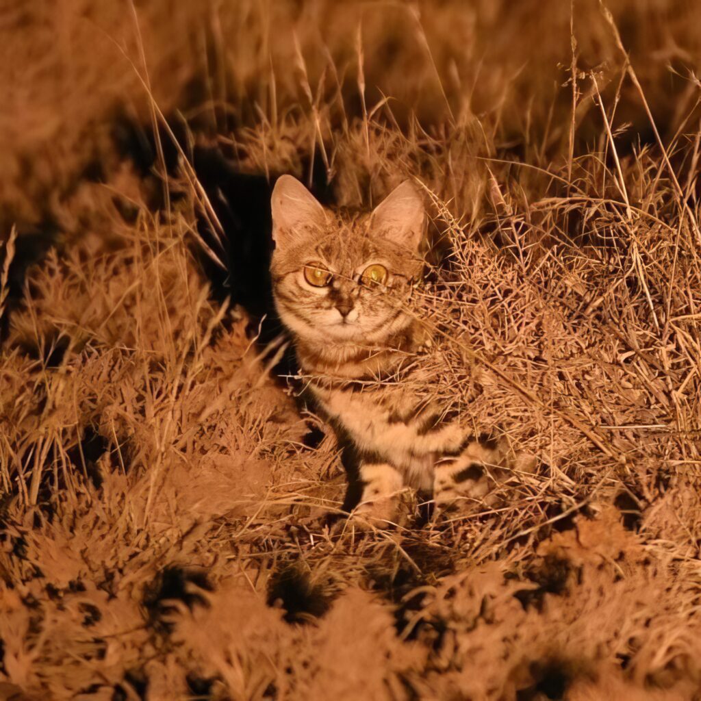 Small-spotted Cat