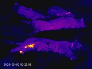Thermal image of lions