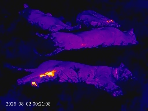 Thermal image of lions